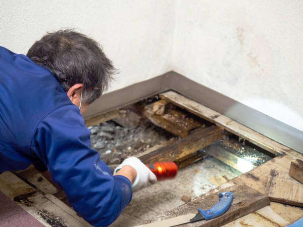 Best Residential Mold Removal  in Trowbridge Park, MI