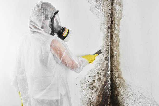 Best Affordable Mold Removal  in Trowbridge Park, MI