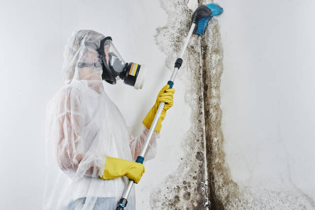Best Mold Remediation Experts  in Trowbridge Park, MI