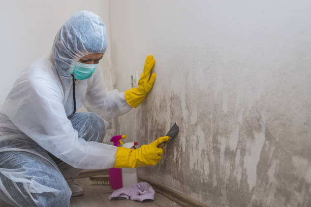 Best Toxic Mold Removal  in Trowbridge Park, MI