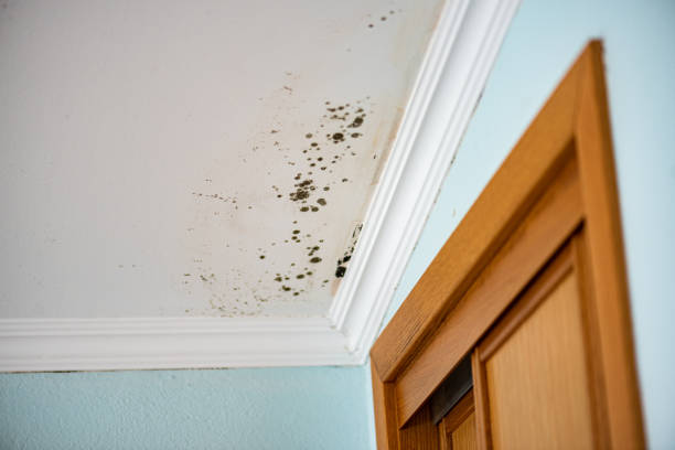 Best Emergency Mold Removal  in Trowbridge Park, MI