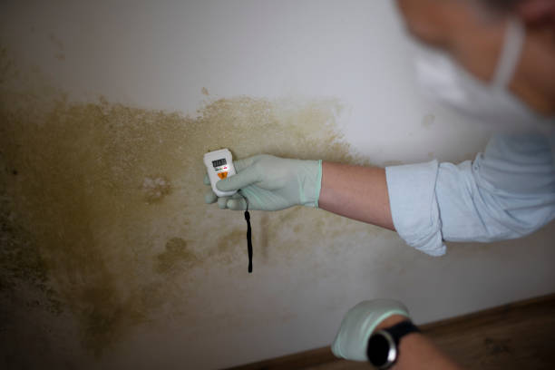 Best Office Mold Removal Services  in Trowbridge Park, MI