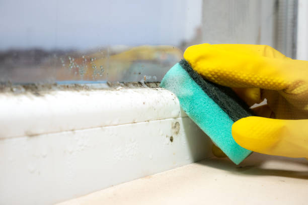 Best Home Mold Removal  in Trowbridge Park, MI
