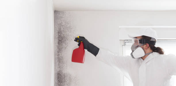 Best Mold Removal Near Me  in Trowbridge Park, MI