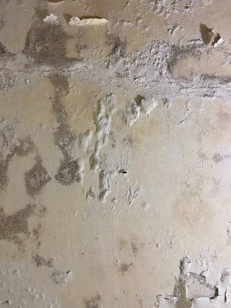 Best Best Mold Removal Companies  in Trowbridge Park, MI