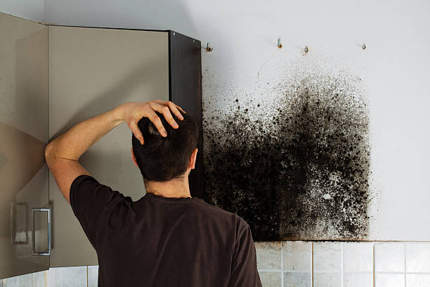 Best Office Mold Removal Services  in Trowbridge Park, MI