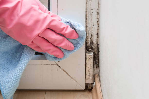 Best Mold Damage Repair  in Trowbridge Park, MI